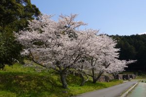 桜満開の安土の風景